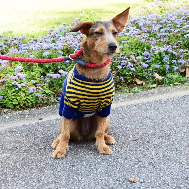 Royal Blue X Yellow Sweater